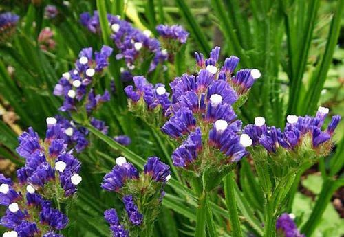 南方-草本花类-花卉-图片 南方-草本花类-花卉-图片