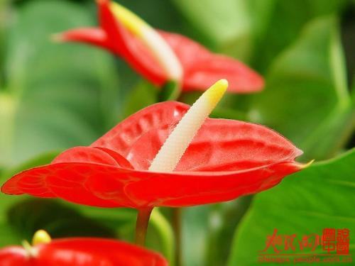 南方-草本花类-花卉-图片 南方-草本花类-花卉-图片