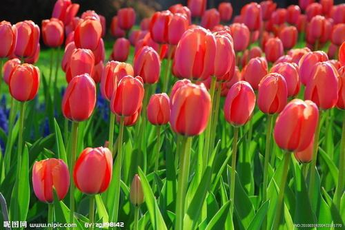 南方-草本花类-花卉-图片 南方-草本花类-花卉-图片
