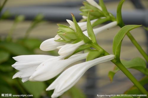 南方-草本花类-花卉-图片 南方-草本花类-花卉-图片