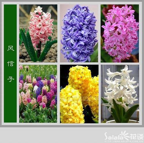 南方-草本花类-花卉-图片 南方-草本花类-花卉-图片