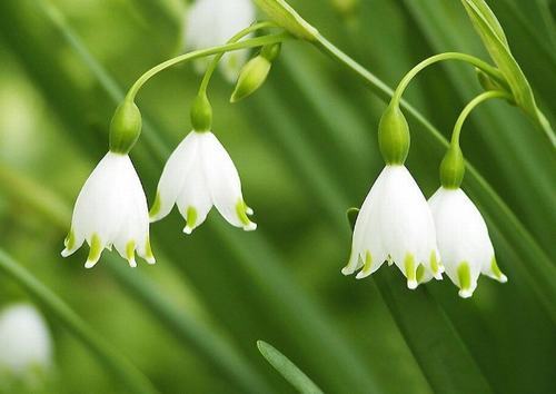 南方-草本花类-花卉-图片 南方-草本花类-花卉-图片