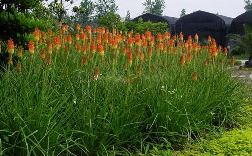 南方-草本花类-花卉-图片 南方-草本花类-花卉-图片