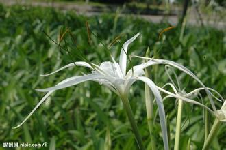 南方-草本花类-花卉-图片 南方-草本花类-花卉-图片