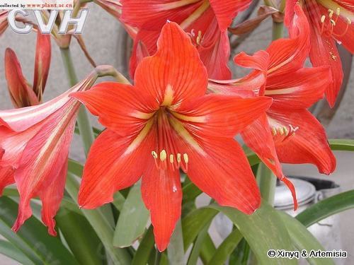 南方-草本花类-花卉-图片 南方-草本花类-花卉-图片