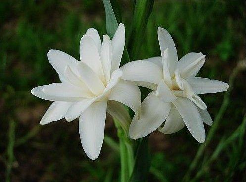 南方-草本花类-花卉-图片 南方-草本花类-花卉-图片