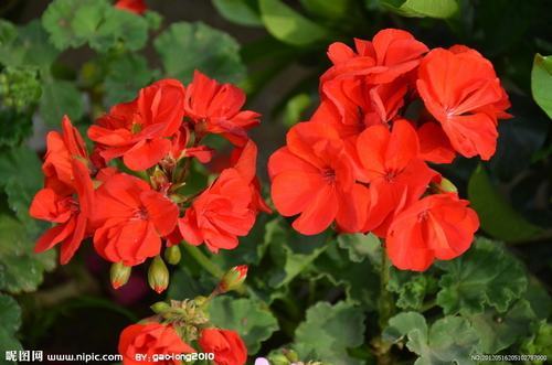 南方-草本花类-花卉-图片 南方-草本花类-花卉-图片