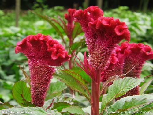 南方-草本花类-花卉-图片 南方-草本花类-花卉-图片
