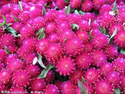 南方-草本花类-花卉-图片 南方-草本花类-花卉-图片