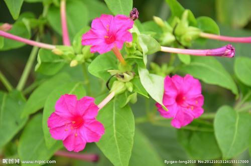 南方-草本花类-花卉-图片 南方-草本花类-花卉-图片