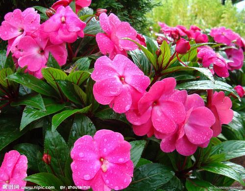 南方-草本花类-花卉-图片 南方-草本花类-花卉-图片