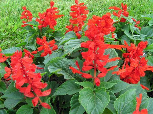 南方-草本花类-花卉-图片 南方-草本花类-花卉-图片