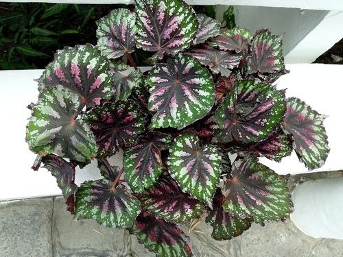 南方-草本花类-花卉-图片 南方-草本花类-花卉-图片