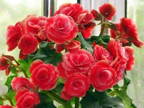 南方-草本花类-花卉-图片 南方-草本花类-花卉-图片