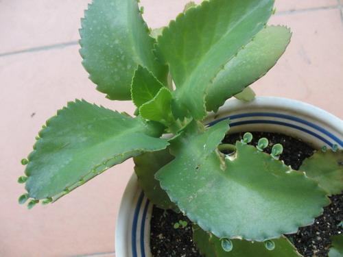 南方-草本花类-花卉-图片 南方-草本花类-花卉-图片