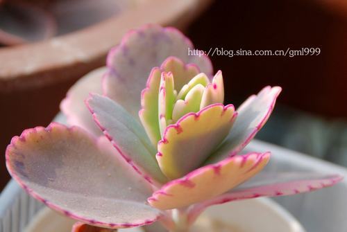 南方-草本花类-花卉-图片 南方-草本花类-花卉-图片