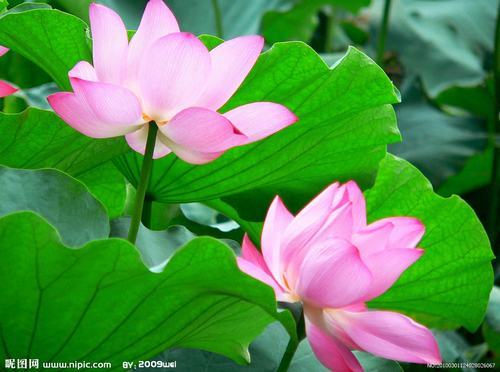 南方-草本花类-花卉-图片 南方-草本花类-花卉-图片