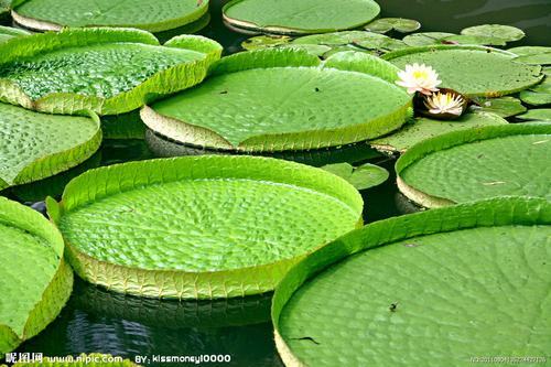 南方-草本花类-花卉-图片 南方-草本花类-花卉-图片