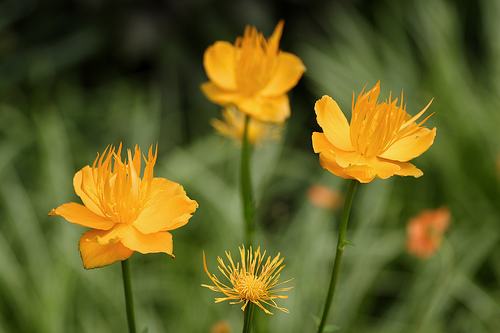 南方-草本花类-花卉-图片 南方-草本花类-花卉-图片
