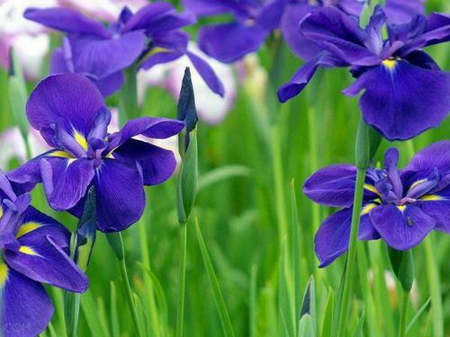 南方-草本花类-花卉-图片 南方-草本花类-花卉-图片