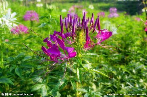 南方-草本花类-花卉-图片 南方-草本花类-花卉-图片