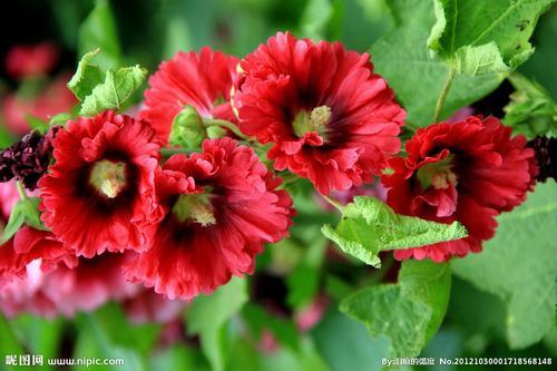 南方-草本花类-花卉-图片 南方-草本花类-花卉-图片