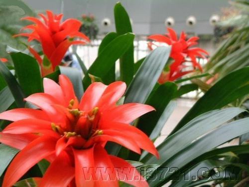 南方-草本花类-花卉-图片 南方-草本花类-花卉-图片