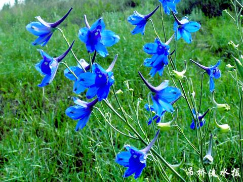 南方-草本花类-花卉-图片 南方-草本花类-花卉-图片