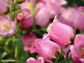 南方-草本花类-花卉-图片 南方-草本花类-花卉-图片