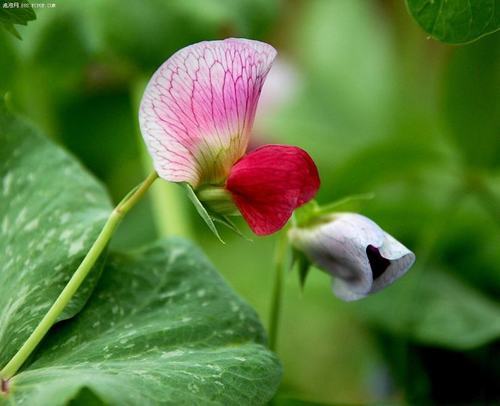 南方-草本花类-花卉-图片 南方-草本花类-花卉-图片