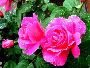 南方-木本花类-花卉-图片 南方-木本花类-花卉-图片