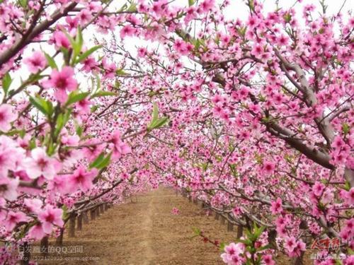 南方-木本花类-花卉-图片 南方-木本花类-花卉-图片