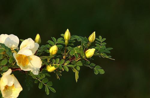 南方-木本花类-花卉-图片 南方-木本花类-花卉-图片