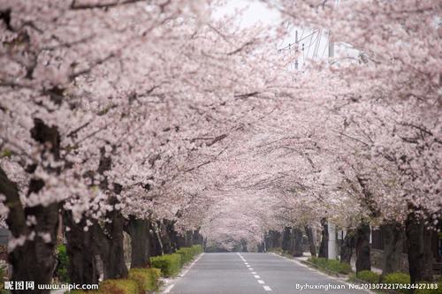 南方-木本花类-花卉-图片 南方-木本花类-花卉-图片