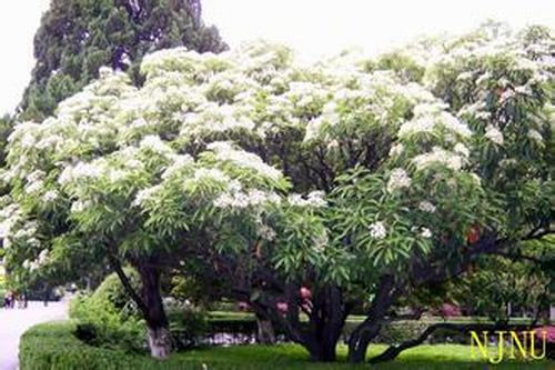 南方-木本花类-花卉-图片 南方-木本花类-花卉-图片