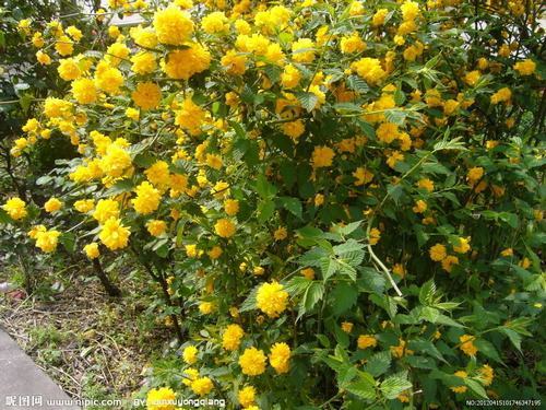 南方-木本花类-花卉-图片 南方-木本花类-花卉-图片