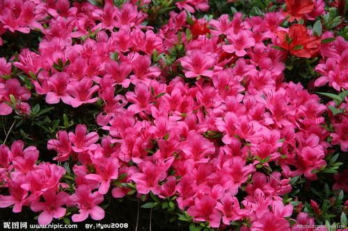 南方-木本花类-花卉-图片 南方-木本花类-花卉-图片