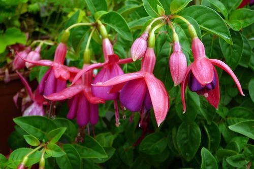 南方-木本花类-花卉-图片 南方-木本花类-花卉-图片