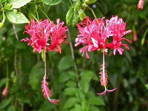 南方-木本花类-花卉-图片 南方-木本花类-花卉-图片