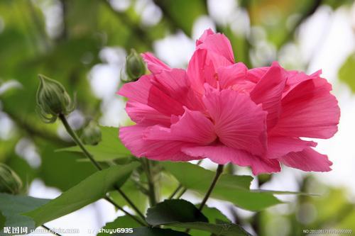 南方-木本花类-花卉-图片 南方-木本花类-花卉-图片