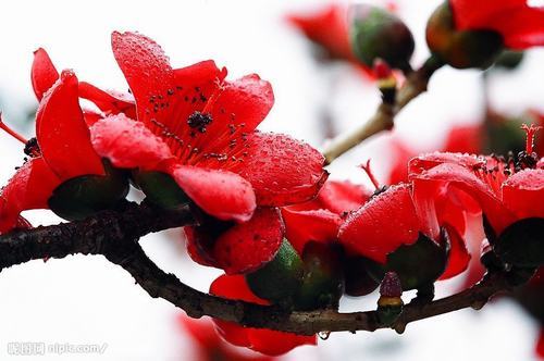 南方-木本花类-花卉-图片 南方-木本花类-花卉-图片