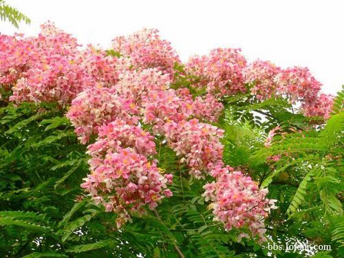 南方-木本花类-花卉-图片 南方-木本花类-花卉-图片