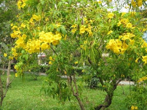 南方-木本花类-花卉-图片 南方-木本花类-花卉-图片