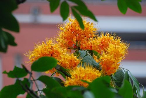 南方-木本花类-花卉-图片 南方-木本花类-花卉-图片
