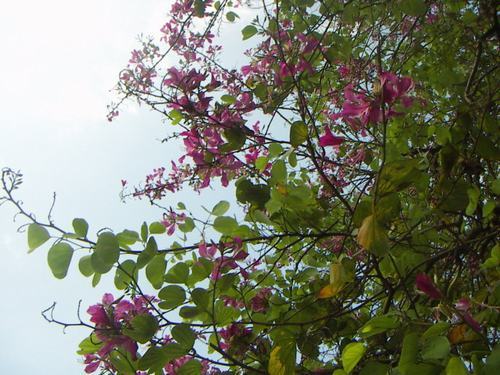 南方-木本花类-花卉-图片 南方-木本花类-花卉-图片