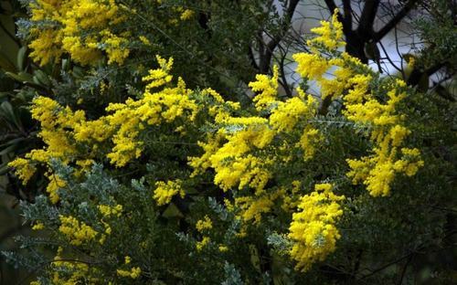 南方-木本花类-花卉-图片 南方-木本花类-花卉-图片