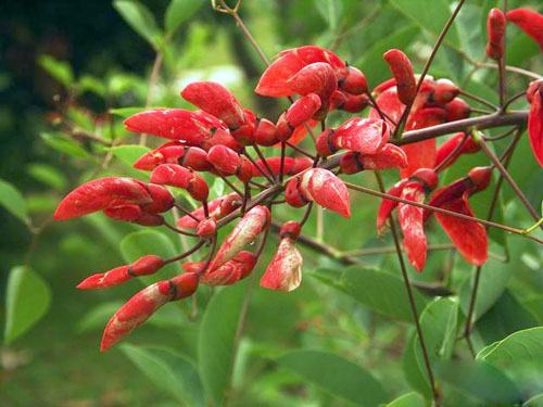 南方-木本花类-花卉-图片 南方-木本花类-花卉-图片