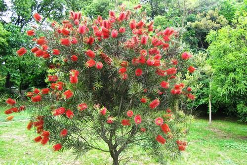 南方-木本花类-花卉-图片 南方-木本花类-花卉-图片
