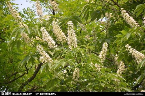 南方-木本花类-花卉-图片 南方-木本花类-花卉-图片