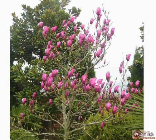 南方-木本花类-花卉-图片 南方-木本花类-花卉-图片